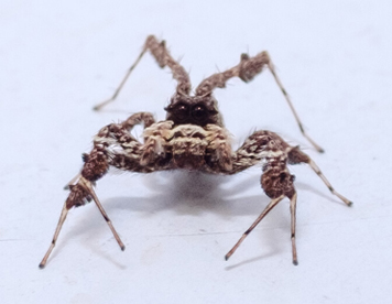 A look into spider personalities