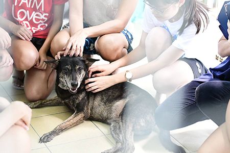Action for Singapore Dogs