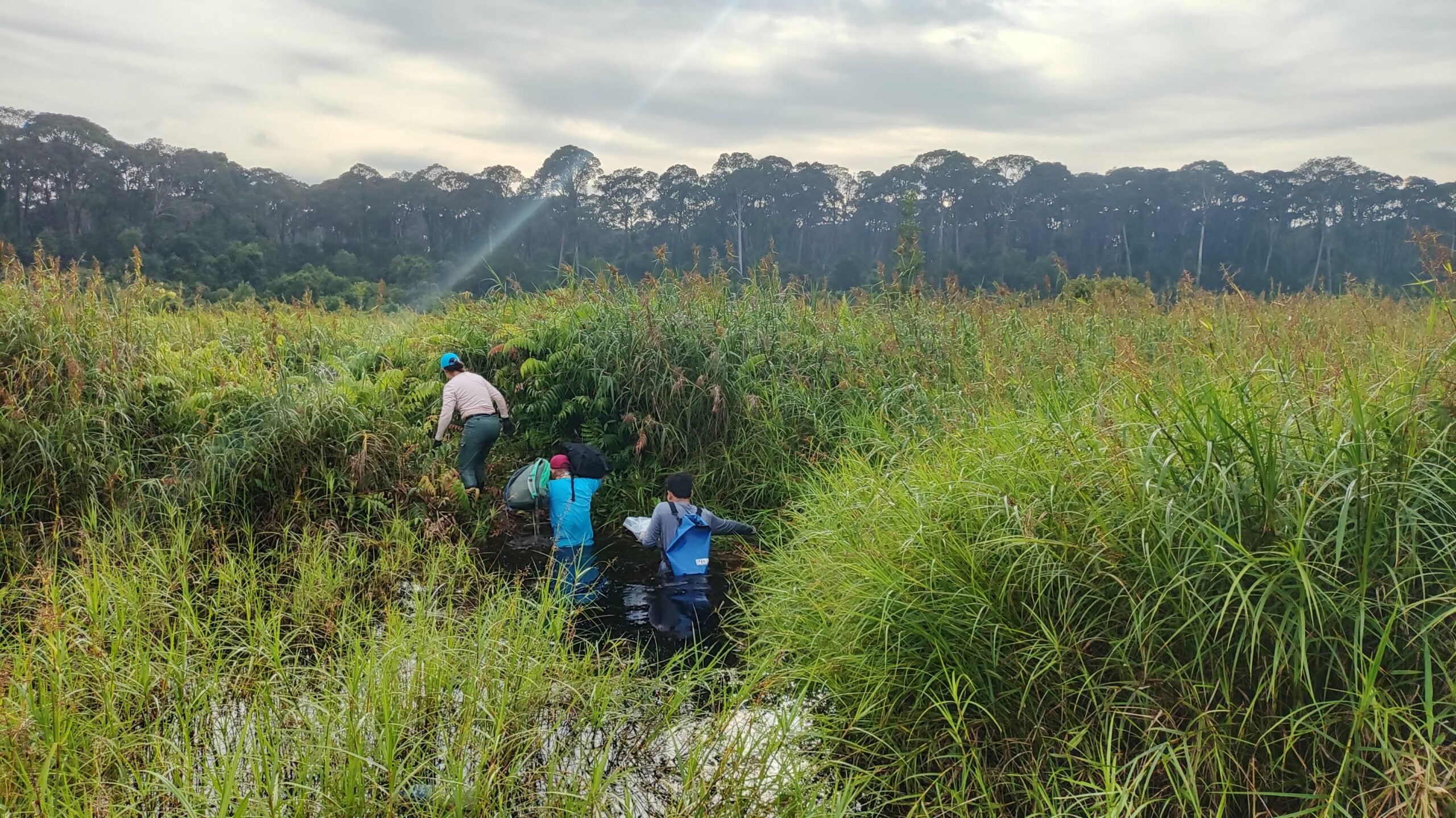 Getting to to forest plot