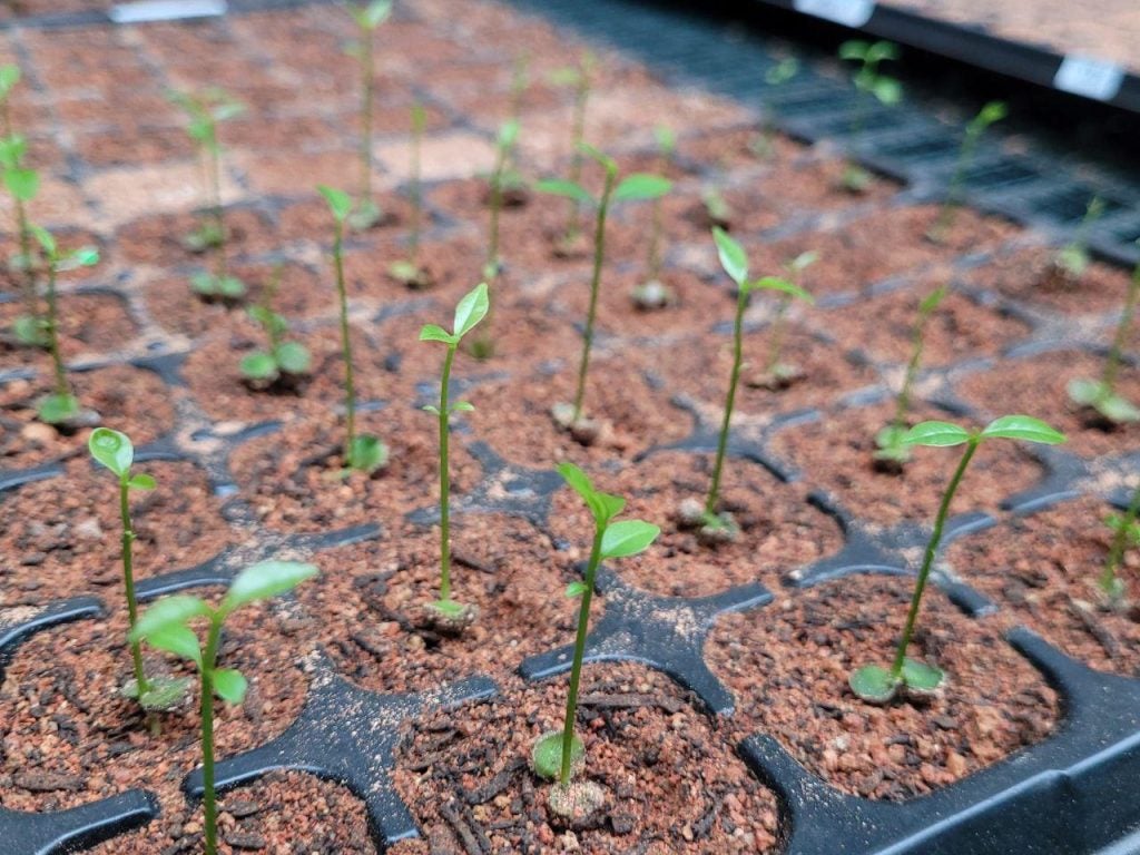 Multi-scale impacts of climate change on tropical forest dynamics in Singapore