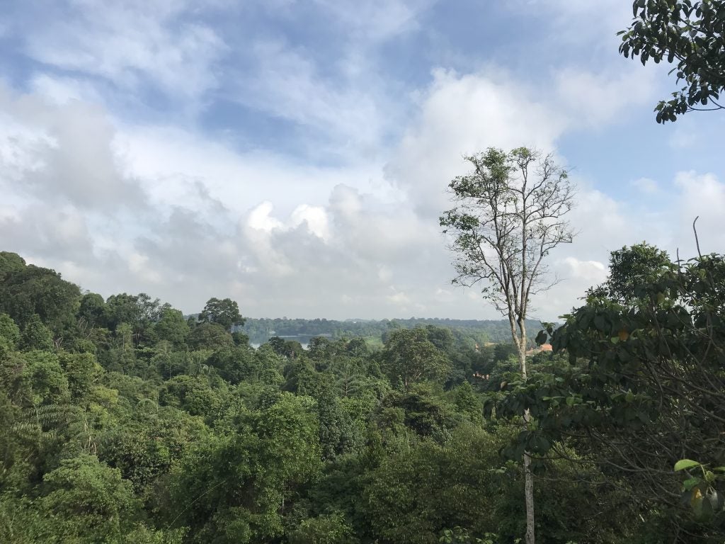 Validating and Improving Satellite-based Forest Carbon Estimation in Southeast Asia