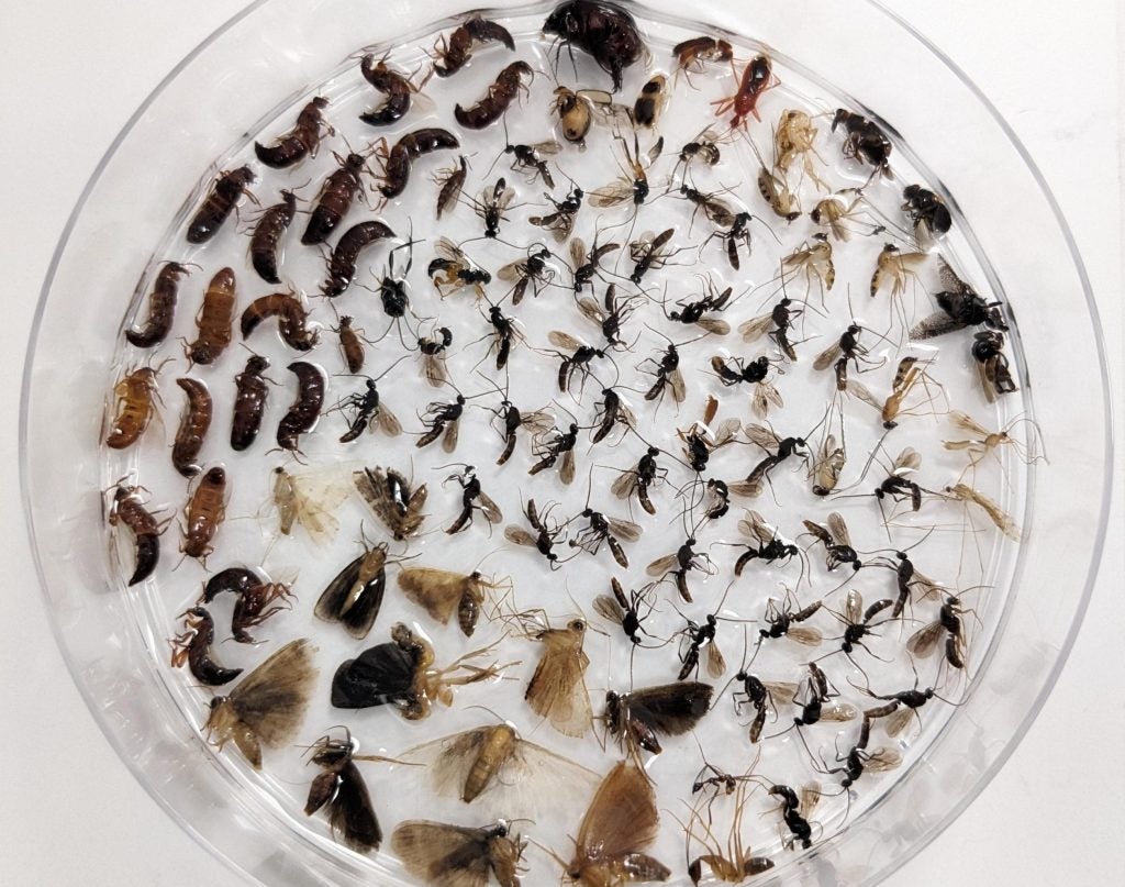 Establishing an ecological baseline for Singapore’s forest insect communities