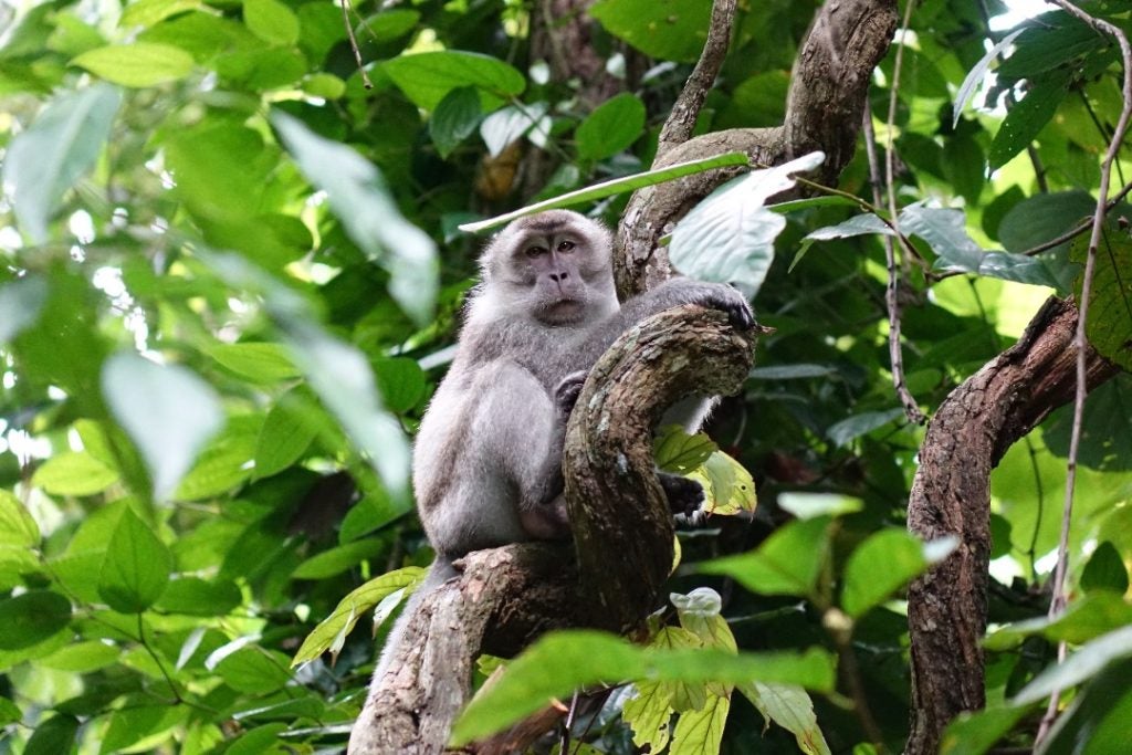 Climate Impact Science Research Project (CISR) : Acoustic monitoring and macaques