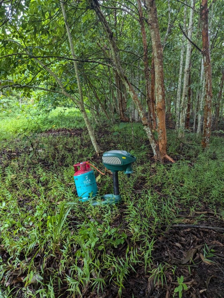 Microclimate and mosquitoes