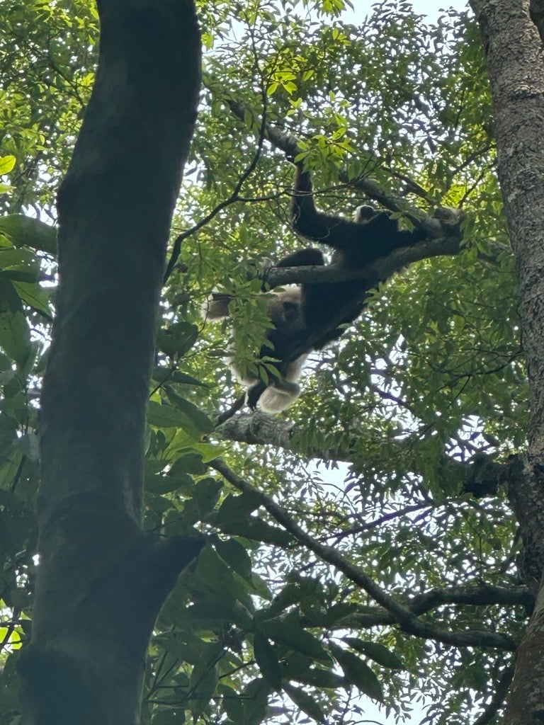 Modelling Simian malaria disease dynamics in Saraburi, Thailand to inform surveillance strategies for emerging zoonotic diseases