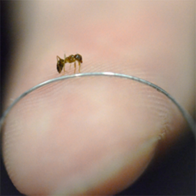 Microtube-sensor