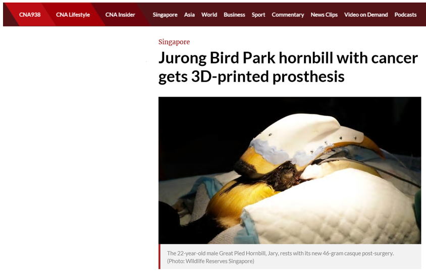 Saving Great Pied Hornbill