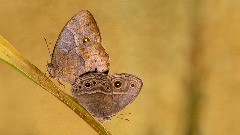A simple DNA switch helps tropical butterflies change wing patterns with the seasons