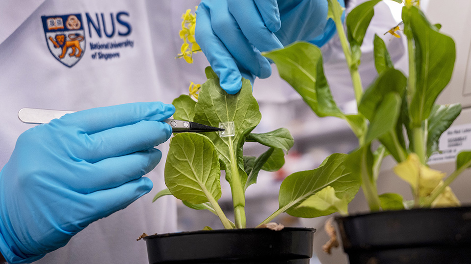 NUS scientists create microneedle system to deliver biofertiliser directly into plants, boosting growth with less waste
