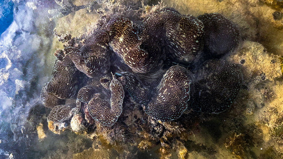 Protecting the future of Southeast Asia’s giant clams