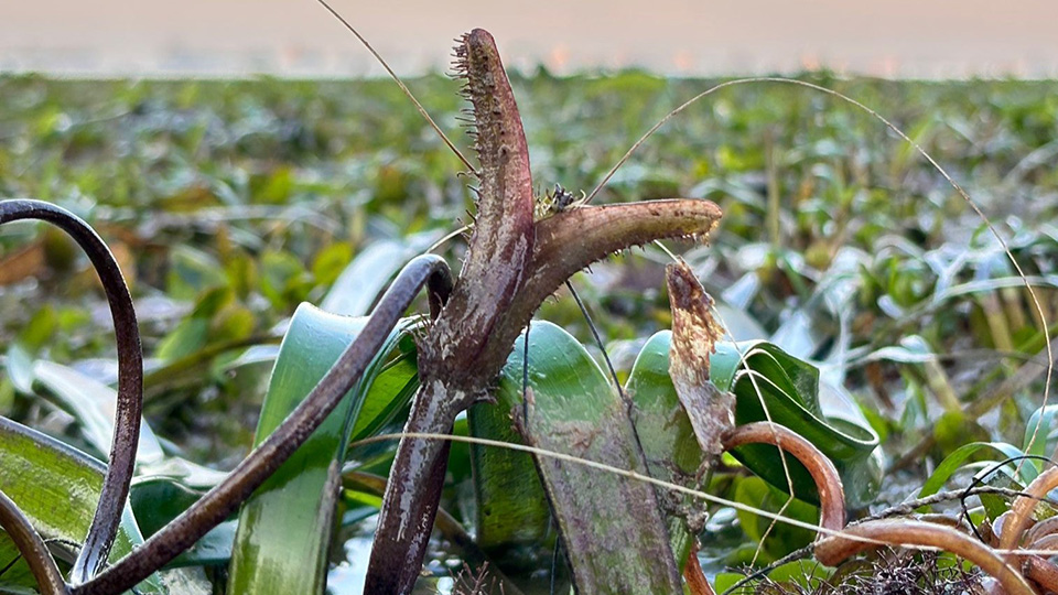 Making waves in seagrass research and restoration