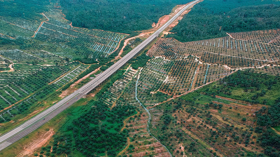 NUS study: ESG assessments overlook forest loss