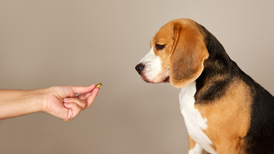 Many pet owners lack proper knowledge of antibiotic use: Study