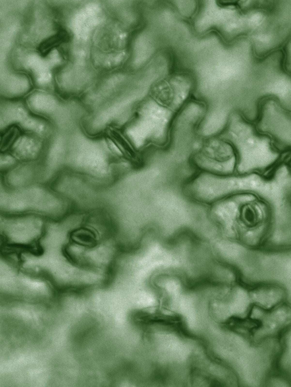 Stomata_Green