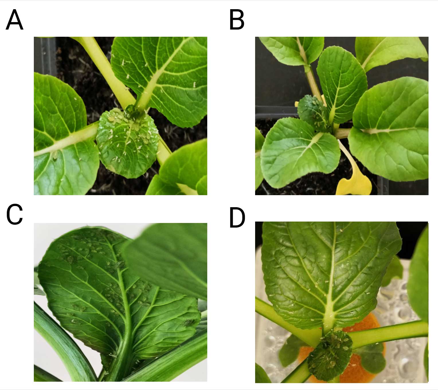 Diagram-2_Update20250725