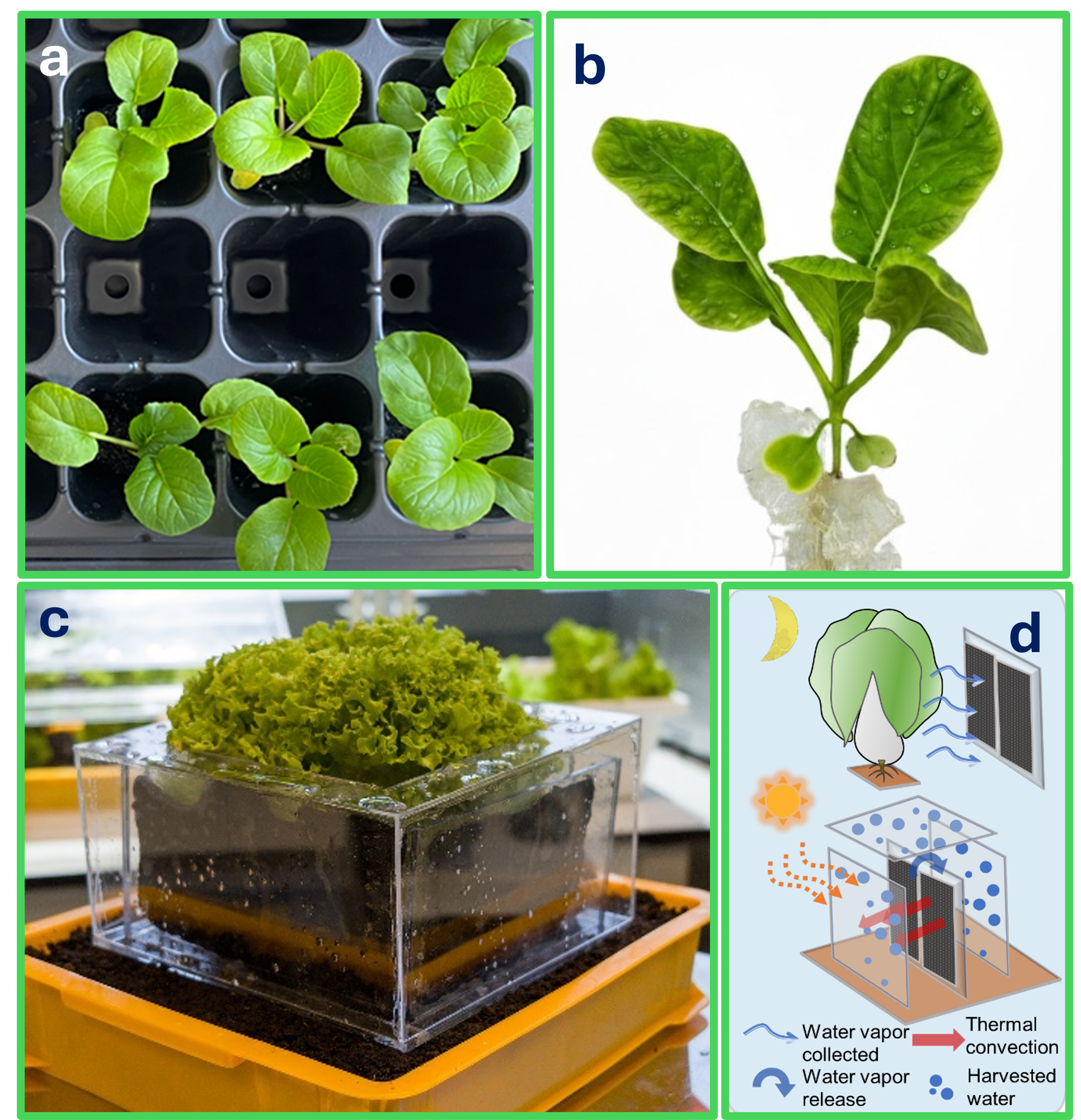 Figure: a & b) Images showcasing the future of sustainable farming: GelPonics based superabsorbent hydrogels created entirely from upcycled biomass and food waste. By mimicking the function of soil, these highly effective gels boast outstanding water retention and nutrient delivery. This revolutionary method allows for the cultivation of vegetables while achieving almost zero consumption of non-renewable resources. c & d) The hydrogel-based Transpiration and Evaporation Assisted Device (TEAD) facilitates water reuse in urban farming irrigation by mimicking natural cycles. The gel captures ambient moisture at night under humid conditions. During the day, the device uses solar energy to heat the gel, triggering the release of the absorbed water back into the irrigation system. This process significantly reduces the need for external water input.