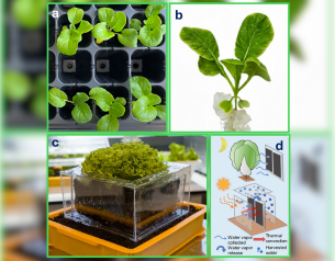 Intra-CREATE-GelPonics_Research Features Thumbnail