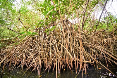 rsz_1cispata_columbia_mangroves