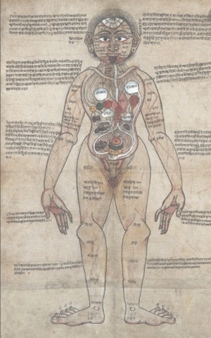 a human body