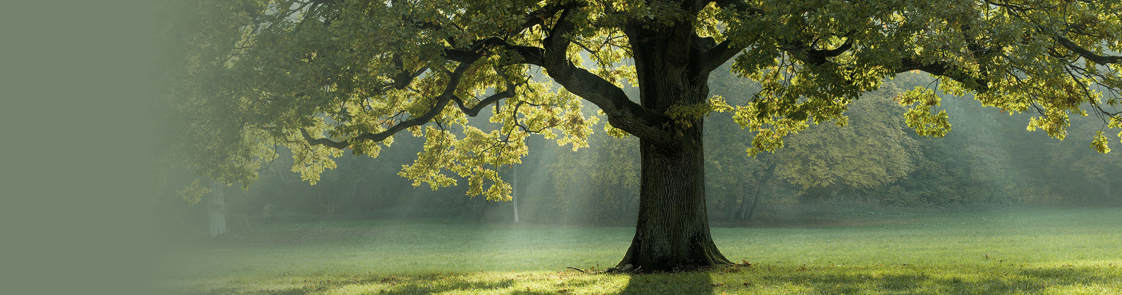 tree with wide canopy