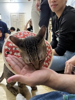 PGPR Cat Cafe: 30 and 31 March 2024