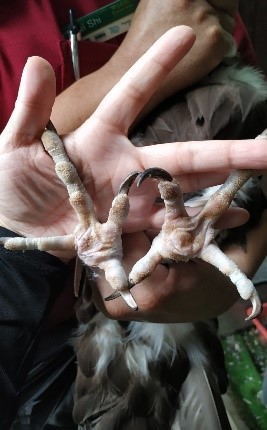 3D-Printed Bird Shoes